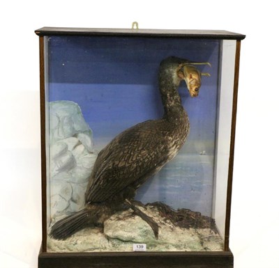 Lot 139 - Taxidermy: Common Cormorant (Phalacrocorax carbo) circa 1950, by W Bartley, Hull, full mount...