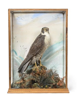 Lot 140 - Taxidermy: Peregrine Falcon (Falco peregrinus) circa 1920, full mount male with head turning to the