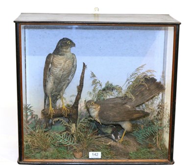 Lot 142 - Taxidermy: Sparrowhawks (Accipter nisus) circa 1930, two full mounts one perched upon a branch with