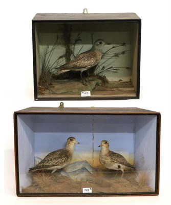 Lot 143 - Taxidermy: European Golden Plovers (Pluvialis apricaria) circa 20th February 1906, two female...