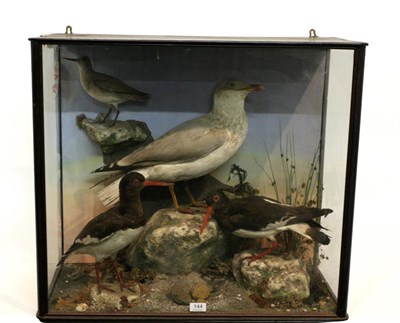 Lot 144 - Taxidermy: Cased Estuary & Sea Birds, circa 1900, a display of various birds including a pair...