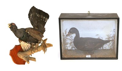 Lot 145 - Taxidermy: Capercaillie (Tetrao urogallus) circa late 20th century, full mount cock bird...