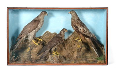 Lot 146 - Taxidermy: A Cased Victorian Display of Birds of Prey, circa 1851, to include- Goshawk...
