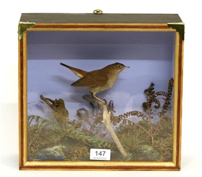 Lot 147 - Taxidermy: A Common Nightingale (Luscinia megarhynchos), circa mid 20th century, full mount...