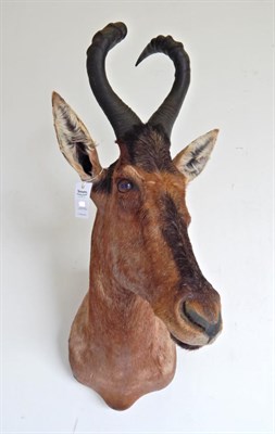 Lot 1 - Taxidermy: Red Hartebeest (Alcelaphus caama), modern, shoulder mount with head turning to the left