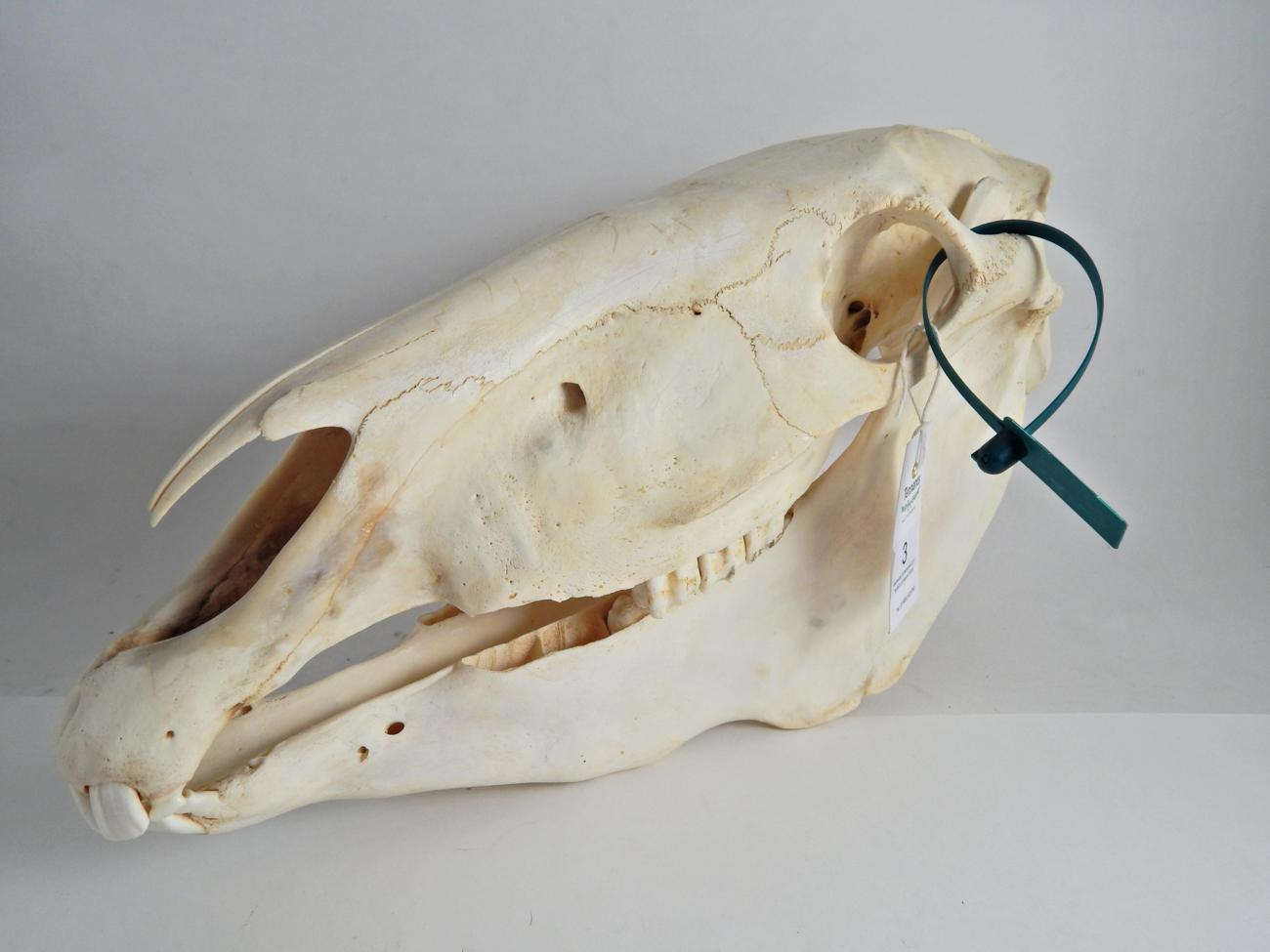 Lot 3 - Taxidermy: Burchell's Zebra (Equus quagga), modern, skull, 49cm long, 26cm high approx  With...
