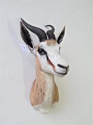 Lot 4 - Taxidermy: Springbok (Antidorcas marsupialis) modern, shoulder mount with head turning to the left
