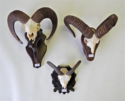 Lot 5 - Taxidermy: European Mouflon (Ovis musimon), horns on part upper skull mounted upon an oak...