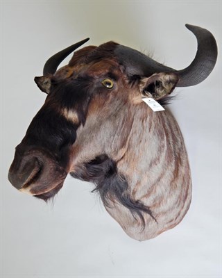 Lot 6 - Taxidermy: Blue Wildebeest (Connochaetes taurinus), modern, shoulder mount with head turning...