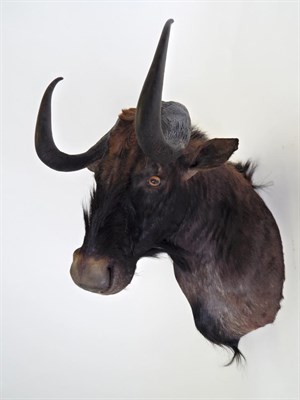 Lot 8 - Taxidermy: Black Wildebeest (Connochaetes gnou), modern, shoulder mount turning slightly to the...