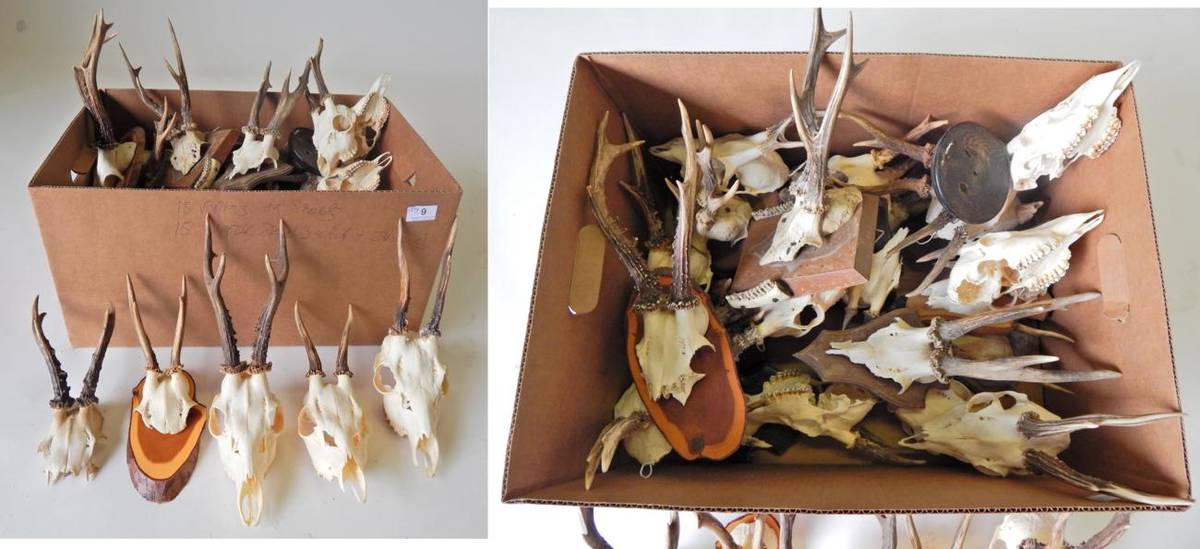 Lot 9 - Taxidermy: Roe Deer (Capreolus capreolus), circa late 20th century, fifteen various sets of...