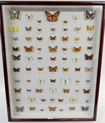 Lot 10 - Taxidermy: A Large Framed Collection of 70 Various British Butterflies, to include: Monarch,...