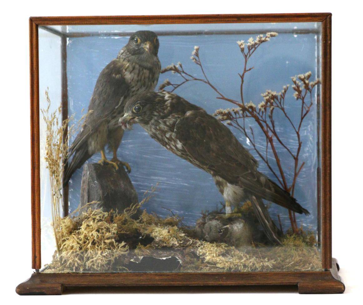 Lot 11 - Taxidermy: Merlin (Falco columbarius), circa 1980, two female full mounts, both stood upon faux...