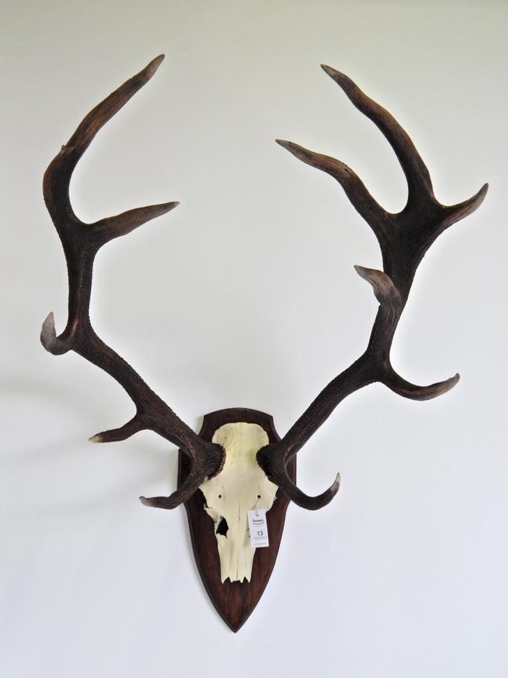 Lot 13 - Taxidermy: Hungarian Red Deer (Cervus elaphus), circa mid-late 20th century, large antlers on...