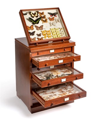 Lot 15 - Taxidermy: A Ten Drawer Mahogany Butterfly and Moth Collectors Cabinet by J J Hill and Sons, London