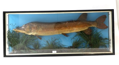 Lot 16 - Taxidermy: A Cased Taxidermy Pike (Esox lucius), circa 1930, preserved and mounted within a...