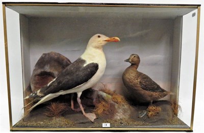 Lot 18 - Taxidermy: A Cased Great Black-Backed Seagull (Larus marinus) and a Female King Eider Duck...