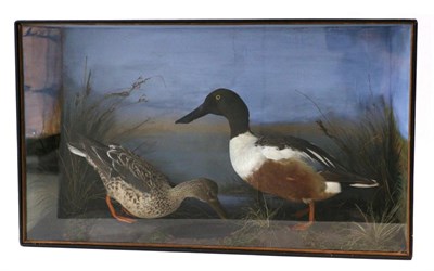 Lot 20 - Taxidermy: A Cased Pair of Shoveler Ducks, attributed to Bill Cox of Liverpool, male and female...