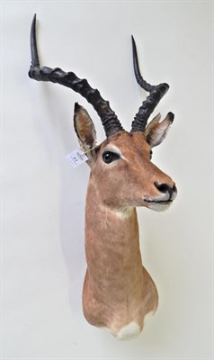 Lot 21 - Taxidermy: Impala (Aepyceros melampus), circa 2015, shoulder mount turning to the left, right...