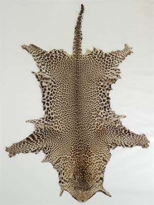 Lot 23 - Taxidermy: Leopard (Panthera pardus) circa 1930, large flat skin rug with no backing material,...