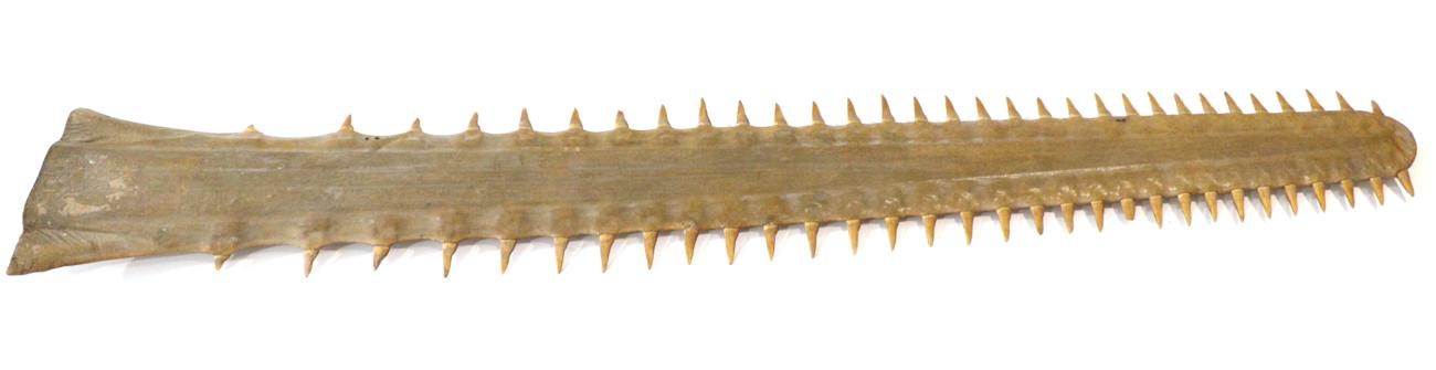 Lot 24 - Taxidermy: Sawfish Rostrum (Pristidae spp), circa 1900, 62 teeth, 103.5cm long  Sawfish, also known