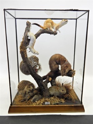 Lot 25 - Taxidermy: A Display of Various British Countryside Animals, circa 1970, to include Grey...