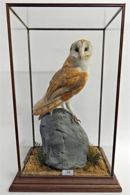 Lot 28 - Taxidermy: Barn Owl (Tito alba), circa 2008, full mount with head turning to the right stood upon a