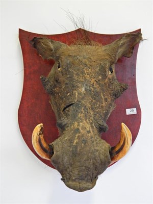Lot 29 - Taxidermy: Desert Warthog (Phacochoerus aethiopicus), circa 1930, head mount attached to a...