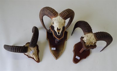 Lot 30 - Taxidermy: European Mouflon (Ovis musimon), horns on upper skull mounted upon a shaped pedestal...