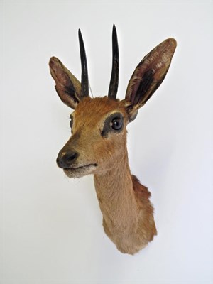 Lot 32 - Taxidermy: Kalahari Steenbok (Raphicerus campestris steinhardti), circa 1970, shoulder mount...