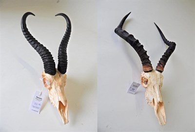 Lot 33 - Taxidermy: Common Impala (Aepyceros melampus), circa late 20th century, horns on upper skull;...