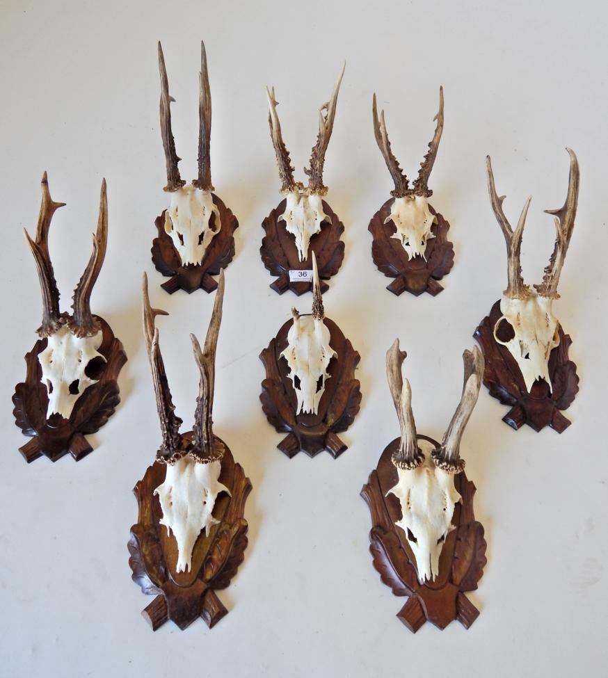Lot 36 - Taxidermy: Roe Deer (Capreolus capreolus), circa late 20th century, eight sets of large adult horns