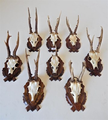 Lot 36 - Taxidermy: Roe Deer (Capreolus capreolus), circa late 20th century, eight sets of large adult horns