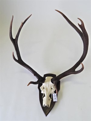 Lot 39 - Taxidermy: Hungarian Red Deer (Cervus elaphus), circa mid-late 20th century, large antlers on...