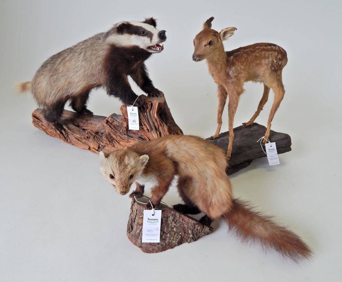 Lot 40 - Taxidermy: Three Full Mount Animals, to include Badger (meles meles), full mount stood upon a...