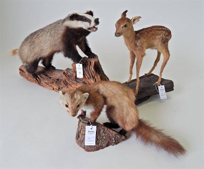 Lot 40 - Taxidermy: Three Full Mount Animals, to include Badger (meles meles), full mount stood upon a...