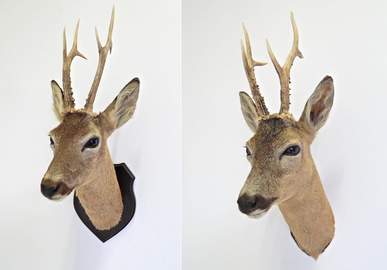 Lot 41 - Taxidermy: Roe Deer (Capreolus capreolus), circa late 20th century, two head mounts, one on an...