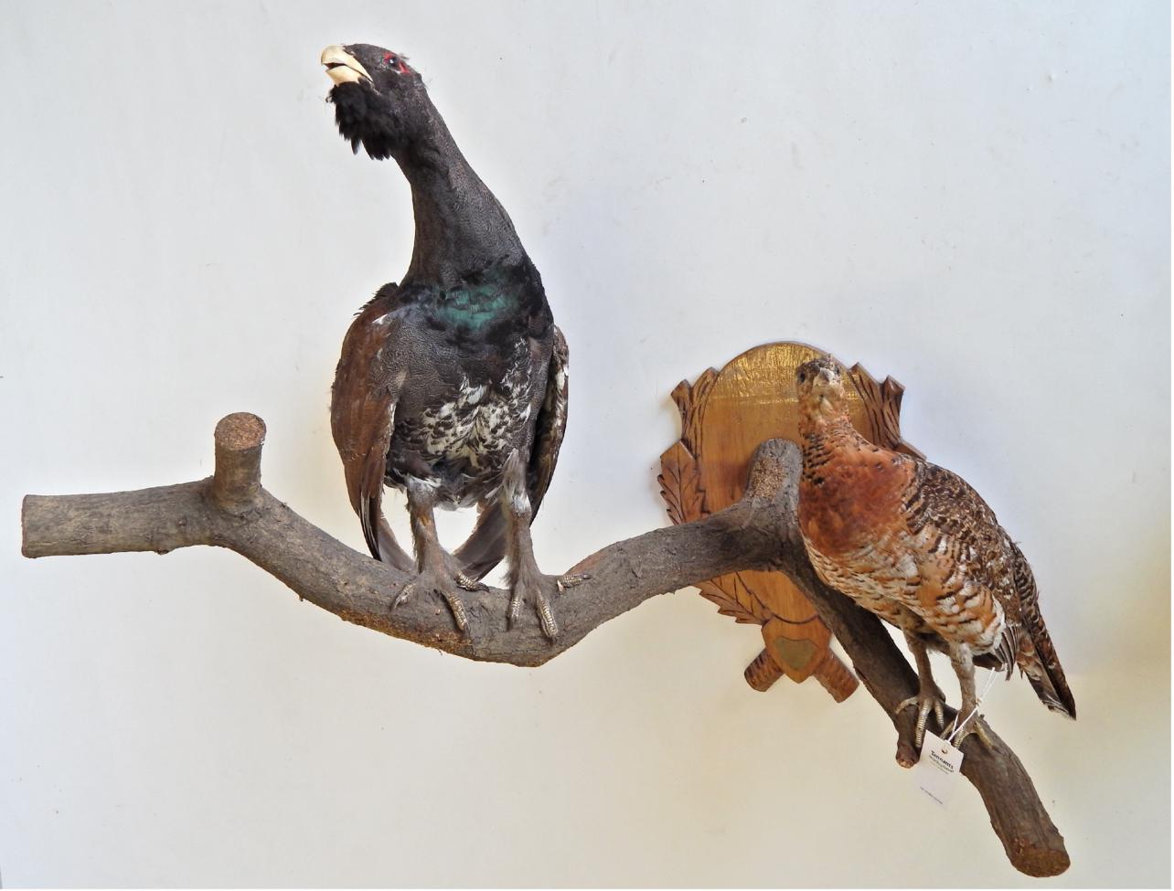 Lot 42 - Taxidermy: Capercailie (Tetrao urogallus), circa late 20th century, a pair of full mounts both...