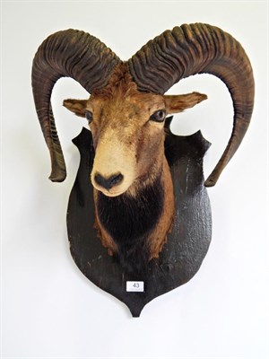 Lot 43 - Taxidermy: European Mouflon (Ovis musimon), shoulder mount looking slightly to the right on a...