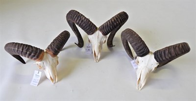 Lot 45 - Taxidermy: European Mouflon (Ovis orientalis musimon), circa late 20th century, three sets of horns