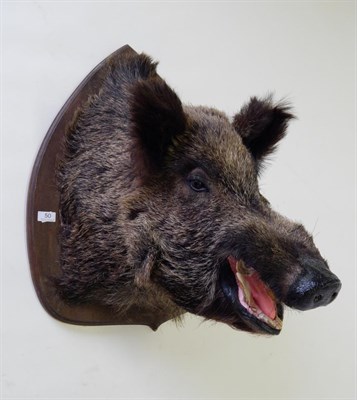 Lot 50 - Taxidermy: European Wild Boar (Sus scrofa), circa late 20th century, shoulder mount with mouth...