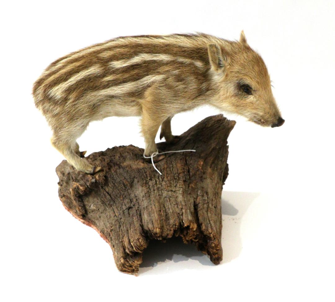 Lot 51 Taxidermy Wild Boar Piglet Sus Scrofa 