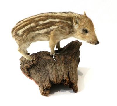 Lot 51 - Taxidermy: Wild Boar Piglet (Sus scrofa), modern, full mount stood upon a piece of drift wood, with
