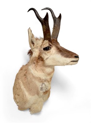Lot 53 - Taxidermy: Pronghorn (Antilocapra americana), circa 1970, shoulder mount turning slightly to...