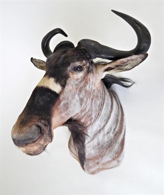 Lot 55 - Taxidermy: Johnston's Wildebeest (Connochaetes johnstoni), circa late 20th century, shoulder...