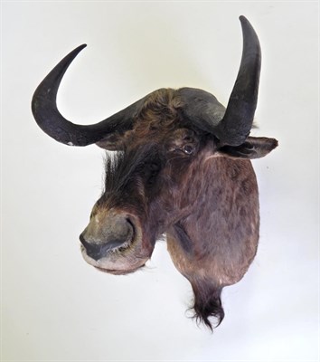 Lot 56 - Taxidermy: Black Wildebeest (Connochaetes gnou), circa 07/08/1984 by Nico Van Rooyen Taxidermy...