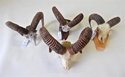 Lot 57 - Taxidermy: European Mouflon (Ovis orientalis musimon), circa late 20th century, four sets of...