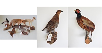 Lot 58 - Taxidermy: A Collection of European Birds and Animals, to include Ring-Necked Pheasant, Mallard...
