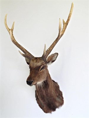 Lot 59 - Taxidermy: Sika Deer (Cervus nippon), circa 10/08/2015, shoulder mount with head turned slightly to