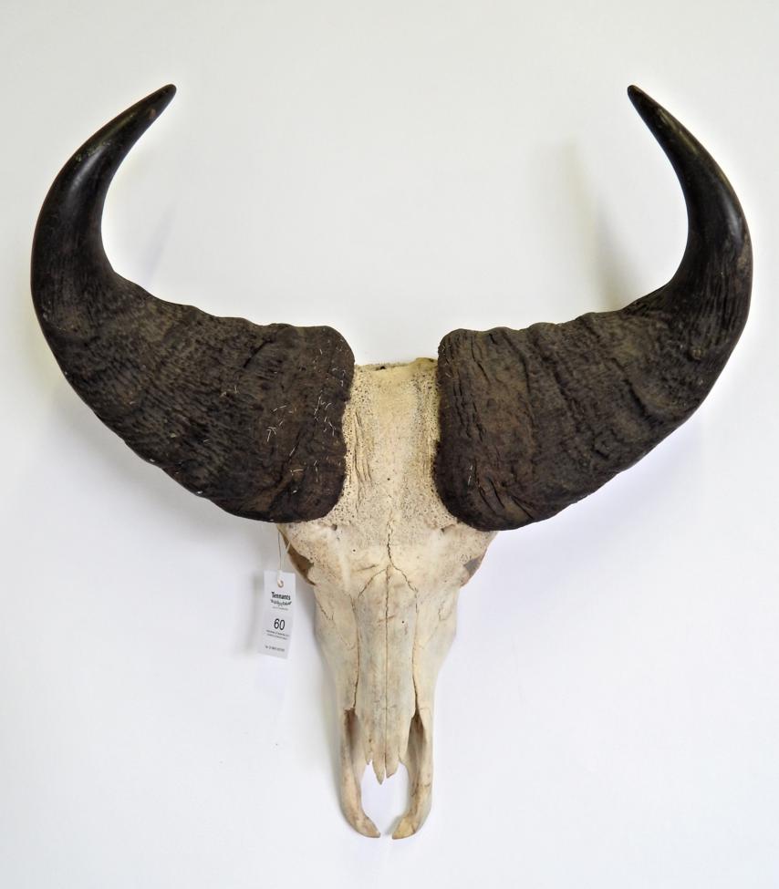 Lot 60 - Taxidermy: Juvenile Cape Buffalo (Syncerus caffer), horns on cut upper skull, widest span 62cm, tip